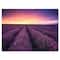 Designart - Sunrise & Dramatic Clouds Over Lavender Field XIII - Farmhouse Canvas Wall Art Print